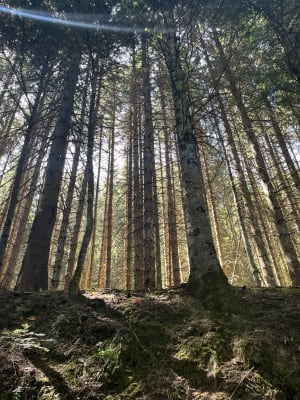 Langs de kloven van Bruyant vanuit Lans-en-Vercors - Lans-en-Vercors - 4