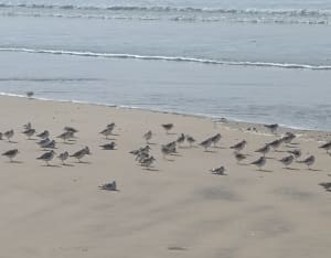 Wandel naar de Gallon d'Or en het Spaanse Punt - La Tremblade - 22
