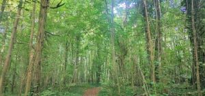 Le tour du parc du Château de Champs-sur-Marne - Champs-sur-Marne - 4