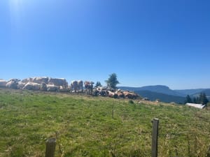 Combe Chaulange, Sentier Gobert et balcon sur le Vercors - Villard-de-Lans - 5
