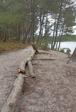 Tour du lac de Saint Jean d'Illac - Saint-Jean-d'Illac - 4