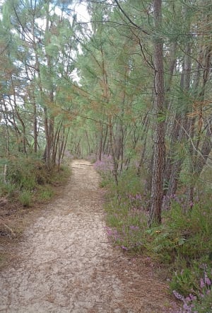 Tour du lac de Saint Jean d'Illac - Saint-Jean-d'Illac - 8