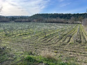De Sigean vers les vignes et Le Rieu - Sigean - 8