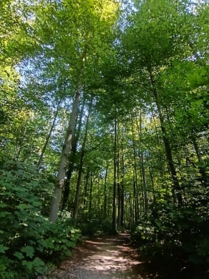 Une belle balade en forêt de la Roberstau - Strasbourg - 3
