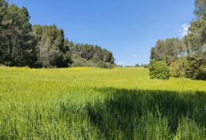 Les falaises de Valabre - Gardanne - 9