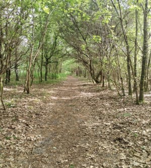 Arès : entre marais, prés salés et ville - Arès - 9