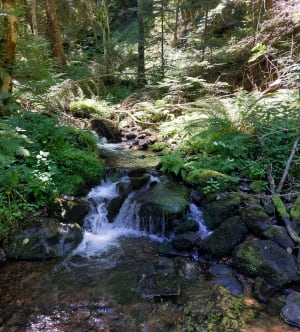 Balade champêtre dans la vallée de Courbanges - Saint-Victor-la-Rivière - 8