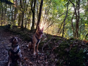 Pont-d'Ouilly : par monts et parcours top en Suisse normande - Pont-d'Ouilly - 9