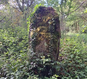 Balade en forêt de Monteneuf - Cédric - 6