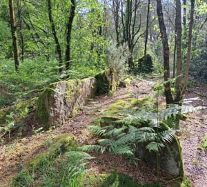Balade en forêt de Monteneuf - Cédric - 8