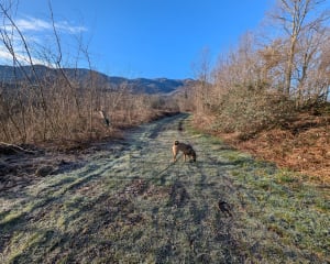 Les chênes à Buzy en vallée d'Ossau - Buzy - 7