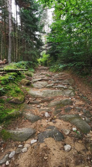 Sentier Botanique de la Vallée de la Pinsole - Vanosc - 3