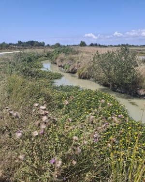 Marais et cigognes au Bois de Céné - Bois-de-Céné - 14