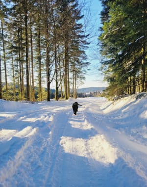Boucle de Rougimont. - Gérardmer - 7