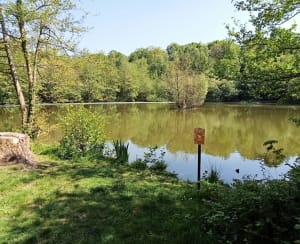Balade bucolique en forêt de Phalempin - Phalempin - 8