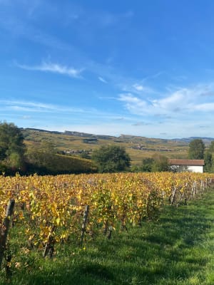 De Fuissé au Mont Pouilly - Fuissé - 9