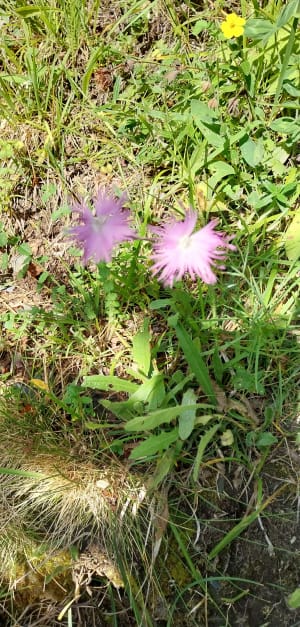 De bloemenberg van Barèges - Barèges - 9