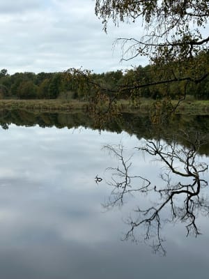 La tourbière de Landemarais - Parigné - 8