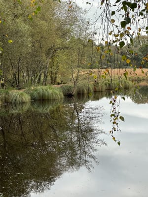 La tourbière de Landemarais - Parigné - 9