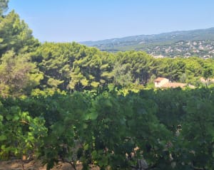 Balade au calme de la vigne à la dune - Saint-Cyr-sur-Mer - 5