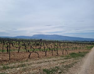 Hondenwandeling in het Sainte Baume Park - Pourrières - 17