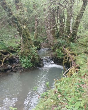 A saute-mouton à Hasparren - Hasparren - 13