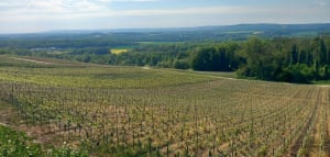 Balade hivernal forêt et vigne à Trigny - Trigny - 10