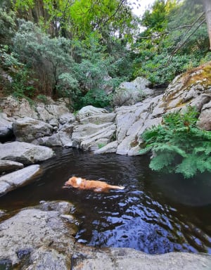 La cascade de Laroque par le Chemin des Disputes - Laroque-des-Albèrès - 7
