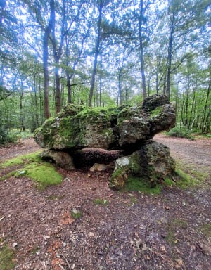 Balade en forêt des Ventes - Les Ventes - 21