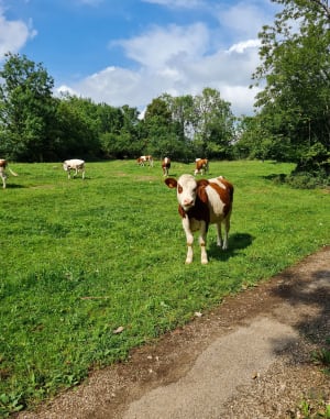 Les Chalesmes - Les Planches-en-Montagne - 6