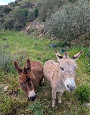 Pic du Pied du Poul - Fraissé-des-Corbières - 11