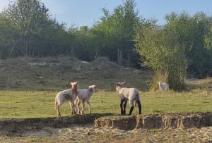 Sortie dans les dunes et plage de Zuydcoote à Leffrinckoucke - CORINNE - 10