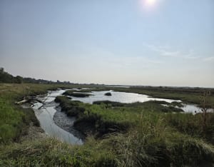 Sentier nature du Gros banc et oiseaux par milliers - Camille - 2