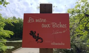 Sentier de la Salamandre dans la forêt d'Evreux - Évreux - 3