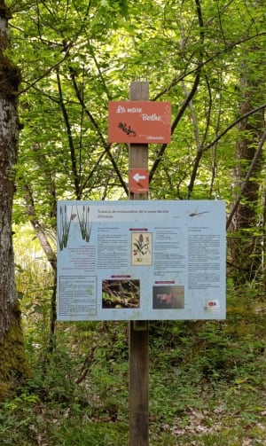 Sentier de la Salamandre dans la forêt d'Evreux - Évreux - 4