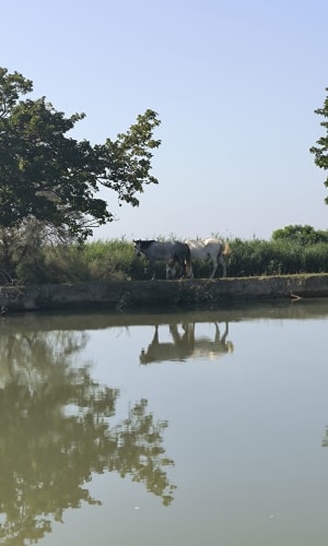 Jolie balade en petite Camargue et son patrimoine naturel - Amélie - 11