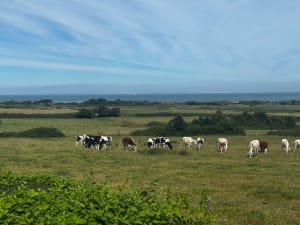Tardingem les berliques - Tardinghen - 44