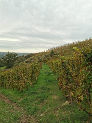 Seyssuel, château, vignes, vallée du Rhône - Maud - 9