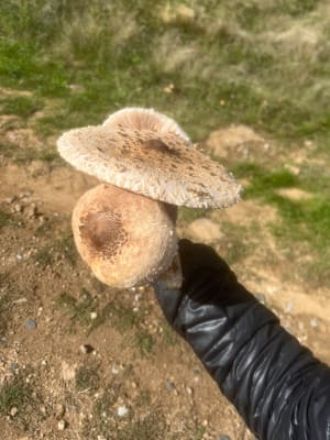 Un Tour en Forêt de Bégut - Peaugres - 10