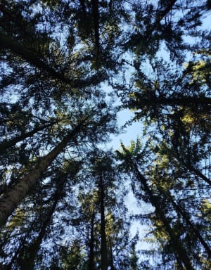 Forêt du bois lévêque et étang du Flaquet à VTT - Marion - 4