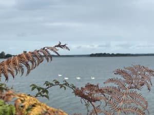 Virée à Sarzeau entre golfe et océan en compagnie des oiseaux - Sarzeau - 2