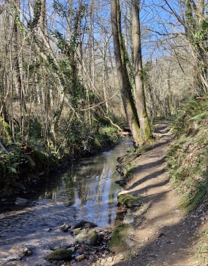 Le chêne de la planche Marion - Oudon - 11