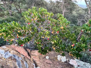 Entre terre et mer, du côté de Bregancon - Bormes-les-Mimosas - 35