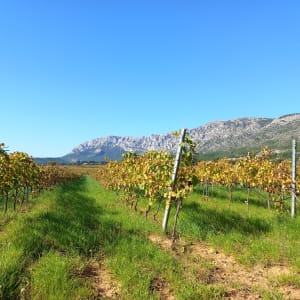 De wijnbouwersroute van Puyloubier - Puyloubier - 29