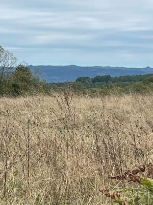 Dans les bois de Montmassacrot - Bessines-sur-Gartempe - 4
