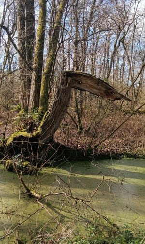 Tourbière de Vred et Bois de Faux - Vred - 11