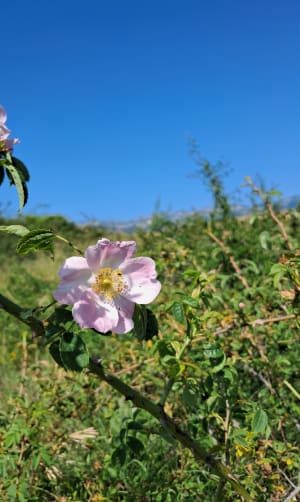 Petit tour du Mont Mourex - Grilly - 2