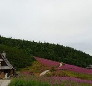 Czarny Staw - Zakopane - 2