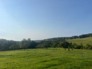 Ecouter le vent souffler dans le bois de Dozulé et respirer ! - Barbara - 3