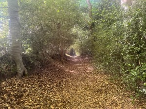 Ecouter le vent souffler dans le bois de Dozulé et respirer ! - Barbara - 4